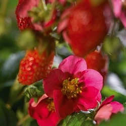 Fragaria viger 'Toscana'