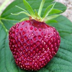 Fragaria x ananassa 'Hansa' ('Schwarzer Ananas')