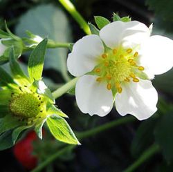 Fragaria x ananassa 'Lambada'