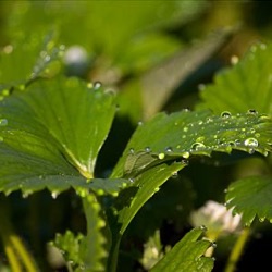 Fragaria x ananassa 'Mara des Bois'