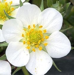 Fragaria x ananassa 'Ostara'