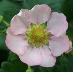 Fragaria x ananassa 'Roman' ®