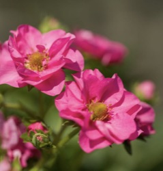 Fragaria x ananassa 'Summer Breeze Cherry Blossom' F1