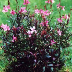 Gaura lindheimeri 'Blaze'