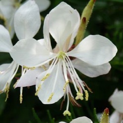 Gaura lindheimeri 'Short Form'