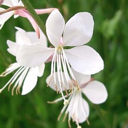 Gaura lindheimeri 'Snowstorm' ®