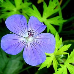 Geranium 'Blue Sunrise' ® ('Blogold')