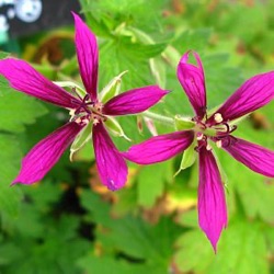 Geranium 'Catherine Deneuve' ®