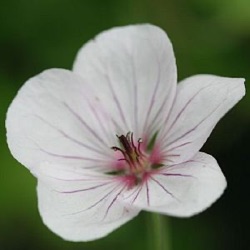 Geranium 'Coombland White'