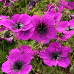 Geranium 'Dragon Heart' ®