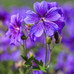 Geranium ibericum subsp. jubatum