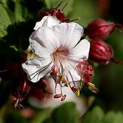 Geranium macrorrhizum 'Spessart'