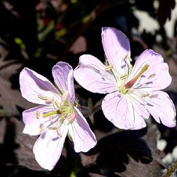 Geranium maculatum 'Espresso'