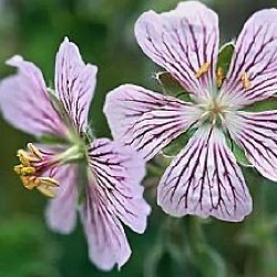 Geranium renardii 'Tcschelda'