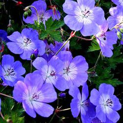 Geranium Rozanne ® = 'Gerwat'