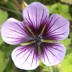 Geranium 'Salomé'