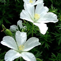 Geranium sanguineum 'Album'