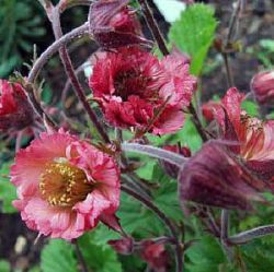 Geum 'Bell Bank' ®