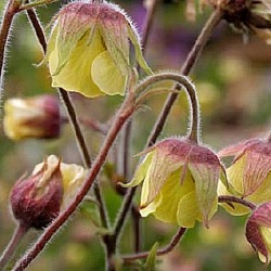 Geum 'Lemon Drops'