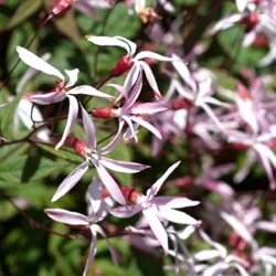 Gillenia trifoliata 'Pink Profusion' ™