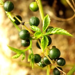 Gynostemma pentaphyllum