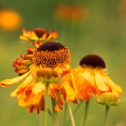 Helenium 'Fatamorgana'