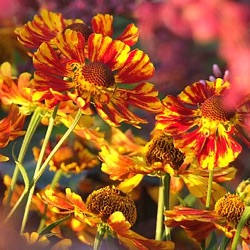 Helenium 'Feuersiegel'