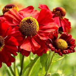 Helenium 'Indianersommer'