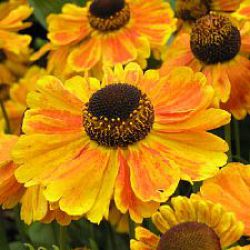 Helenium 'Sahin's Early Flowerer' ®