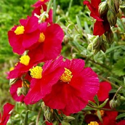 Helianthemum 'Supreme' ('Red Orient')