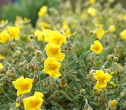 Helianthemum syriacum