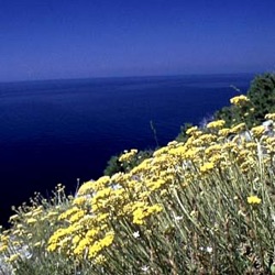 Helichrysum italicum