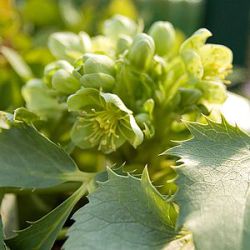 Helleborus niger, Helleborus orientalis en hybride cultivars op dit ...