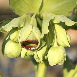 Helleborus foetidus Wester Flisk Group