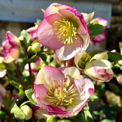 Helleborus hybridus 'Glenda's Gloss' (Rodney Davey Marbled Group)