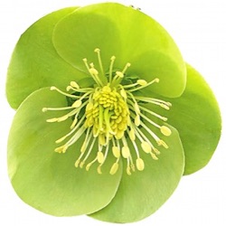 Helleborus hybridus 'Illumi Lime' (Rodney Davey Marbled Group)