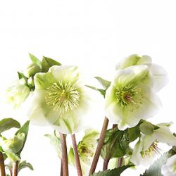 Helleborus hybridus 'Molly's White' (Rodney Davey Marbled Group)