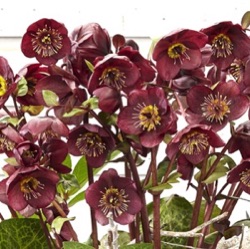 Helleborus hybridus 'Vibey Velvet' (Rodney Davey Marbled Group)