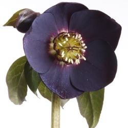 Helleborus orientalis 'Black Beauty'