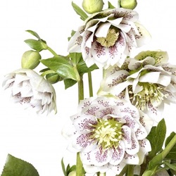 Helleborus orientalis 'Cinderella'