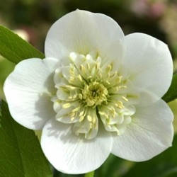 Helleborus orientalis 'Cinzia'