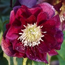 Helleborus orientalis (Double-Ellen® Flash)