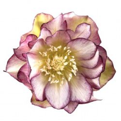 Helleborus orientalis 'Eva'