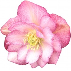 Helleborus orientalis 'Jiska'