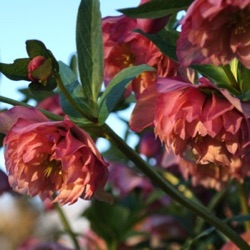 Helleborus orientalis 'Larissa'
