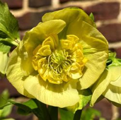Helleborus orientalis 'Lucrezia'