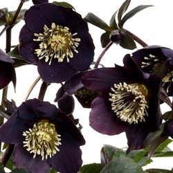 Helleborus orientalis 'Lucy Black' 