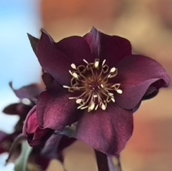 Helleborus orientalis 'Razzleberry Red'
