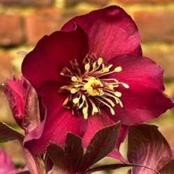 Helleborus orientalis 'Ruby Velvet'