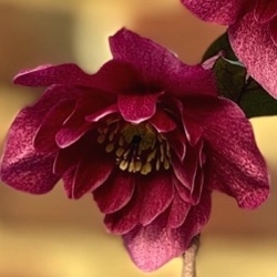 Helleborus orientalis 'Ruffleberry Anemone Red'